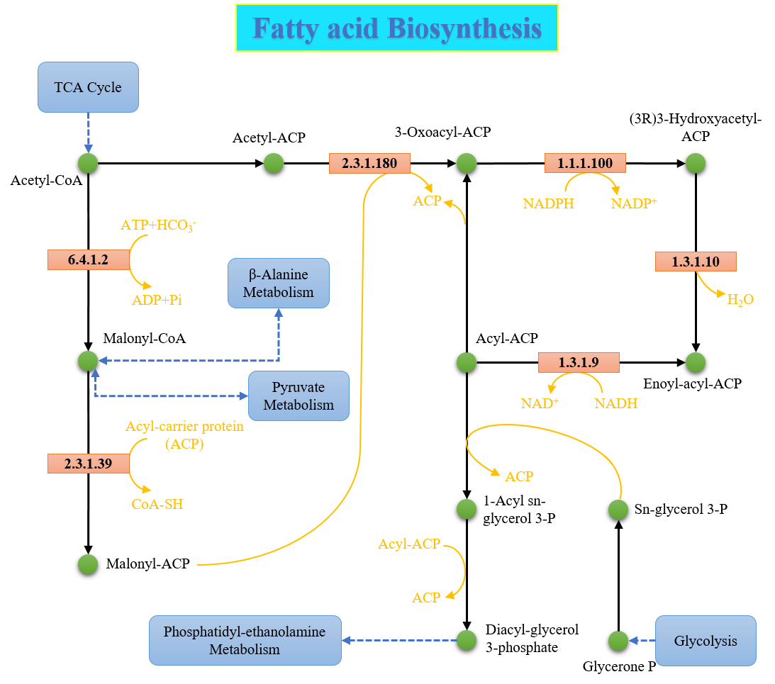 Fatty acid Biosynthesis