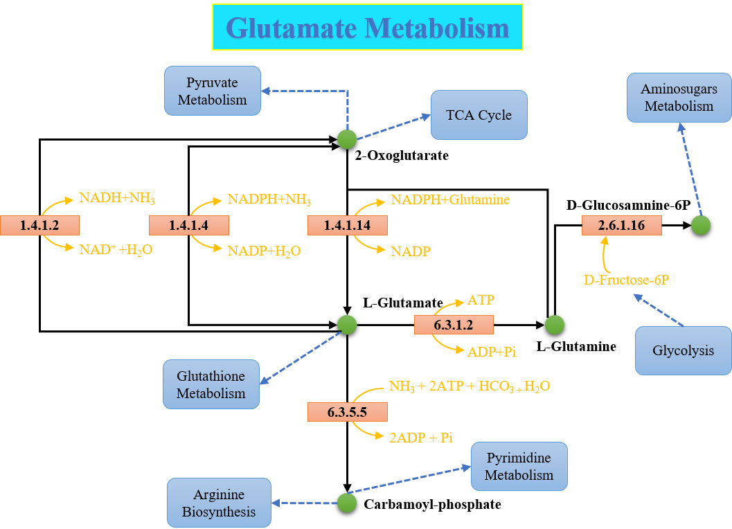 Glutamate Metabolism