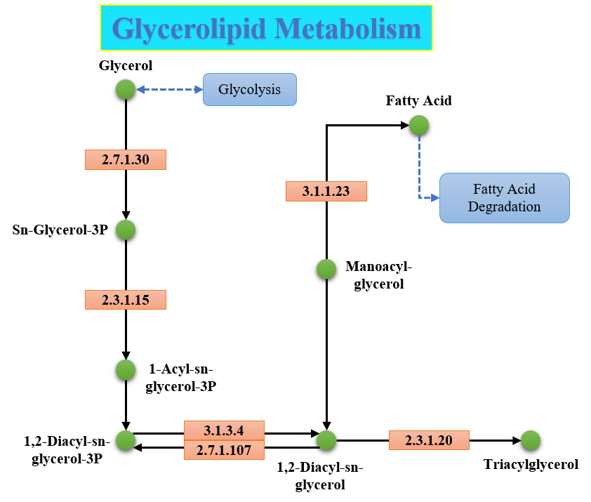 Glycerolipid Metabolism