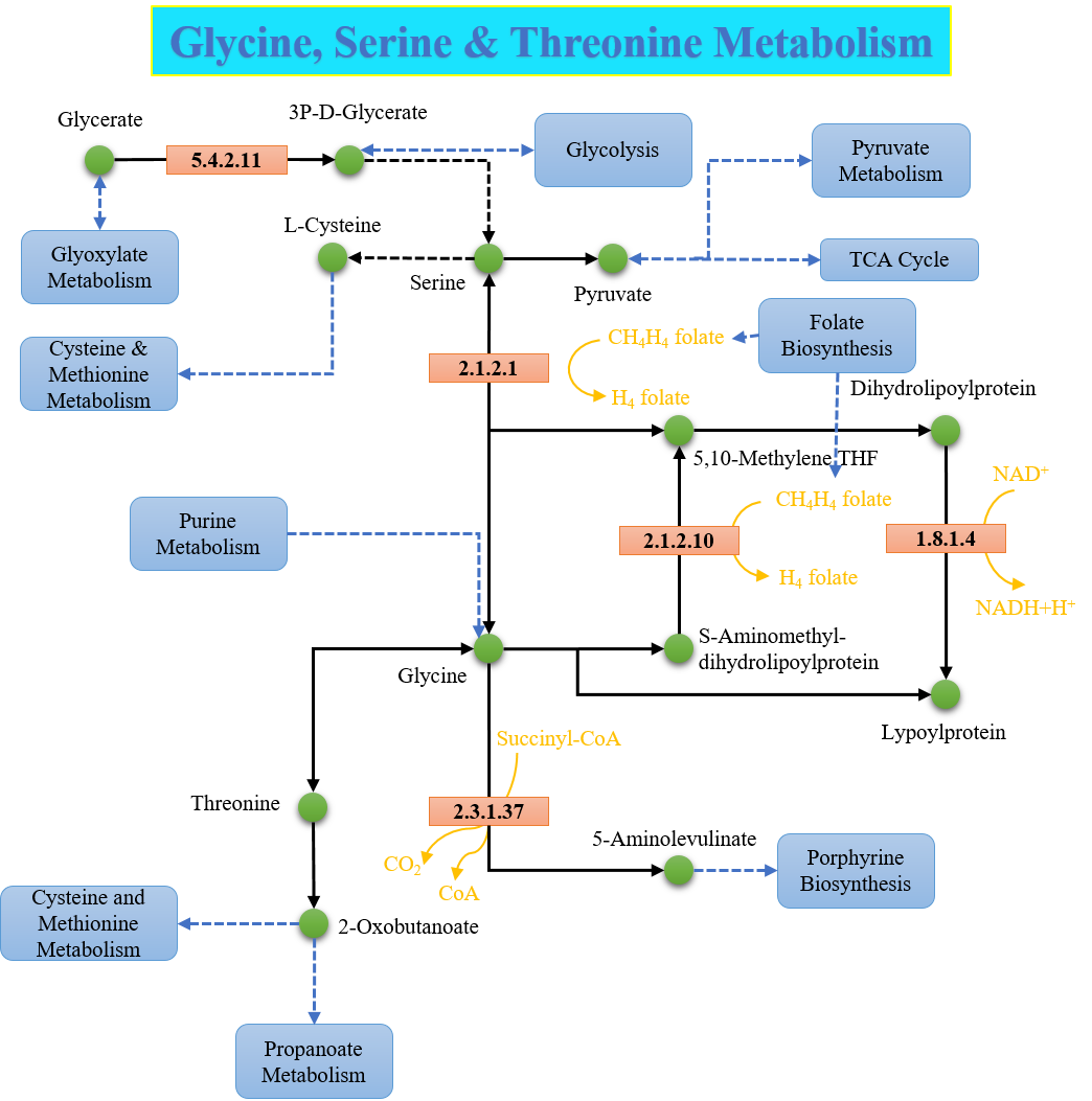 Glycine, Serine & Theronine Metabolism