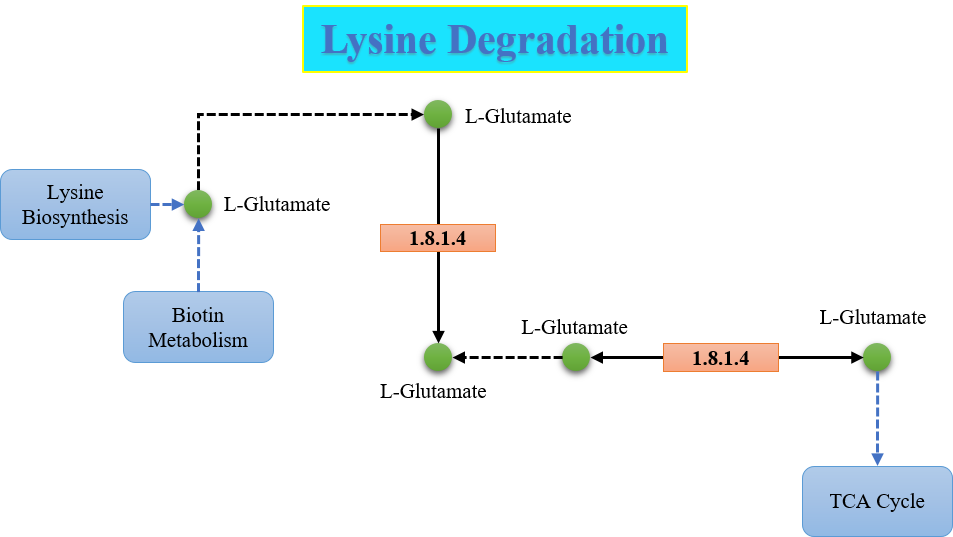 Lysine Degradation