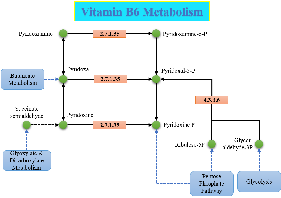Vitamin B6 Metabolism