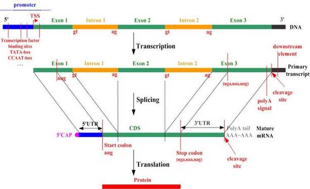 open-reading-frames-orfs-protein-coding-region